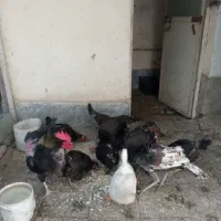 مرغ و خروس محلی وغاز