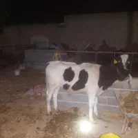 گوساله نر