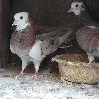 کبوتر پرشی|پرنده|گرگان, |دیوار