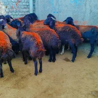 ۲۲  بره ماده پارسالی غزل افشار پای قوچ فروشی.. میش|حیوانات مزرعه|مشهد, طرق|دیوار