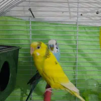 مرغ عشق جفت مولد