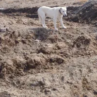 سگ گله ای|سگ|باشتین, |دیوار