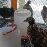 جوجه امریکایی