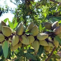 پیشفروش نهال بادام حریر دوساله|خدمات باغبانی و درختکاری|ازگله, |دیوار