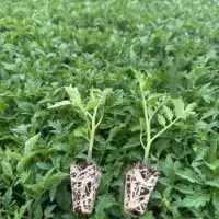 نشا گوجه فلفل بادمجان هندوانه و..‌.