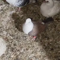 شازده وکربلایی جفت نرهم پرشی هم جوجه کشی تظمینی|پرنده|تربت‌حیدریه, یحیی آباد|دیوار