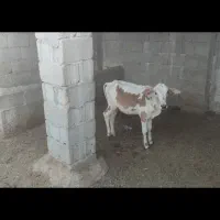 گوساله نر