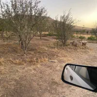 2قطعه زمین خونه باغ در کوسه|فروش زمین و ملک کلنگی|بوکان, |دیوار