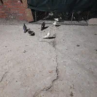 کفتر یاکبوتر غوره ای گمشده|پرنده|کرمان, |دیوار