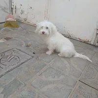 سگ پاکوتاه|سگ|تربت جام, والفجر|دیوار