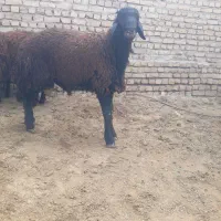 بره|حیوانات مزرعه|نیشابور, شهرک رضوی|دیوار