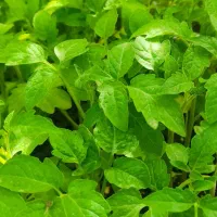 نشا گوجه ساکاتا گلخانه ای