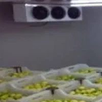 سردخانه-بالای-صفر-جهت-اجاره