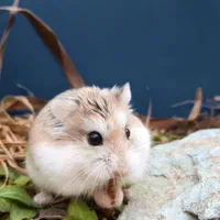 همستر مینیاتوری کمپل سوری بندانگشتی ووسایل بازی|موش و خرگوش|اصفهان, همدانیان|دیوار