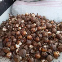 پیاز گل نرگس|گل و گیاه طبیعی|پلدختر, |دیوار