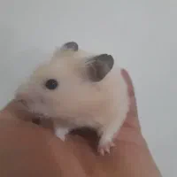 همستر سوری|موش و خرگوش|تهران, نعمت‌آباد|دیوار