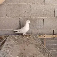 کبوتر نر پر