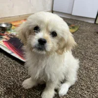 واگذاری سگ خانگی ۳ماهه (شیتزو)