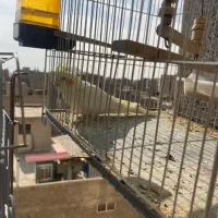 عروس هلندی|پرنده|شریفآباد, |دیوار