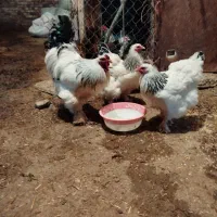 مرغ وخروس برهما وارداتی اصل