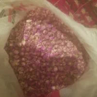 غنچه گل محمدی تازه