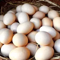 تخم مرغ کوردی