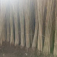 نهالستان سرسبز گلدانی داریم پرداخت درب منزل