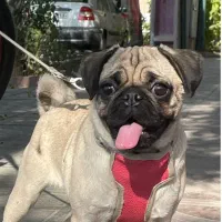 سگ پاکوتاه پاگ ماده