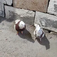 کفتر طوقی|پرنده|شیراز, شهرک فرهنگیان|دیوار