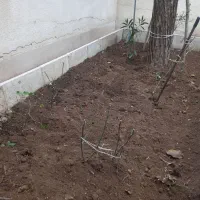 باغبانی  قطع درخت سم پاشی شخم زنی با تراکتور باغی|خدمات باغبانی و درختکاری|کرمانشاه, |دیوار