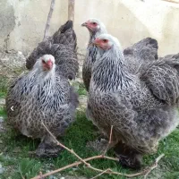 برهما بی او اس مشتریم