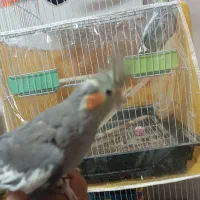 عروس هلندی و یک جفت فنچ|پرنده|مشهد, شهرک ابوذر|دیوار