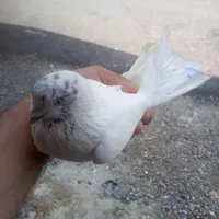 کبوتر غریب مهری.