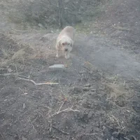 سگ پاکوتاه ماده