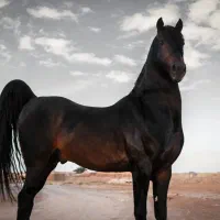 اسب|اسب و تجهیزات اسبسواری|فلاورجان, |دیوار