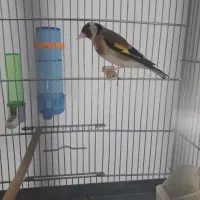 سهره یکساله رو ب مستی تازه تخت