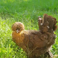 مرغ خروس لهستانی پولند و سلطان وارداتی|حیوانات مزرعه|رشت, اسماعیل آباد|دیوار