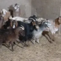 بز و غوریت|حیوانات مزرعه|نیر (یزد), |دیوار