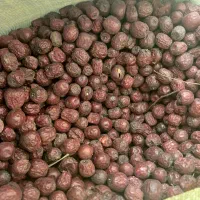 مرکز خرید وفروش عناب محصولات کشاورزی|خدمات باغبانی و درختکاری|بیرجند, |دیوار