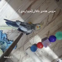 عروس هلندی|پرنده|زهک, |دیوار