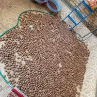 گردو تازه امسال