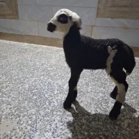 بره فروشی|حیوانات مزرعه|قره چای, |دیوار