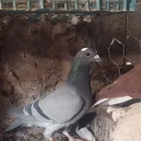 کبوتر مسافتی سبز قهرع