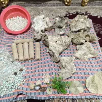 آکواریوم|ماهی|بازرگان, |دیوار