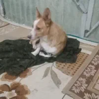 پامرین|سگ|تاکستان, |دیوار