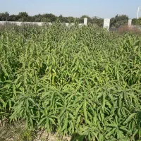 نهال شلیل حسنپوری کرس|گل و گیاه طبیعی|ساری, |دیوار