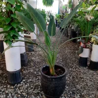 فیکوس ابلق|گل و گیاه طبیعی|گلپایگان, |دیوار