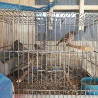 سهره قناری و کل بسر