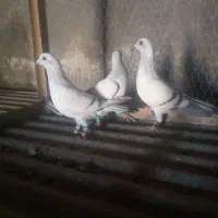 دوتا ماده سبز خطی و یه نر سبز شامی خطی