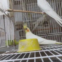 جفت عروس هلندی مولد